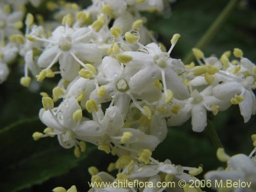 Imágen de Sambucus nigra (Sauco). Haga un clic para aumentar parte de imágen.